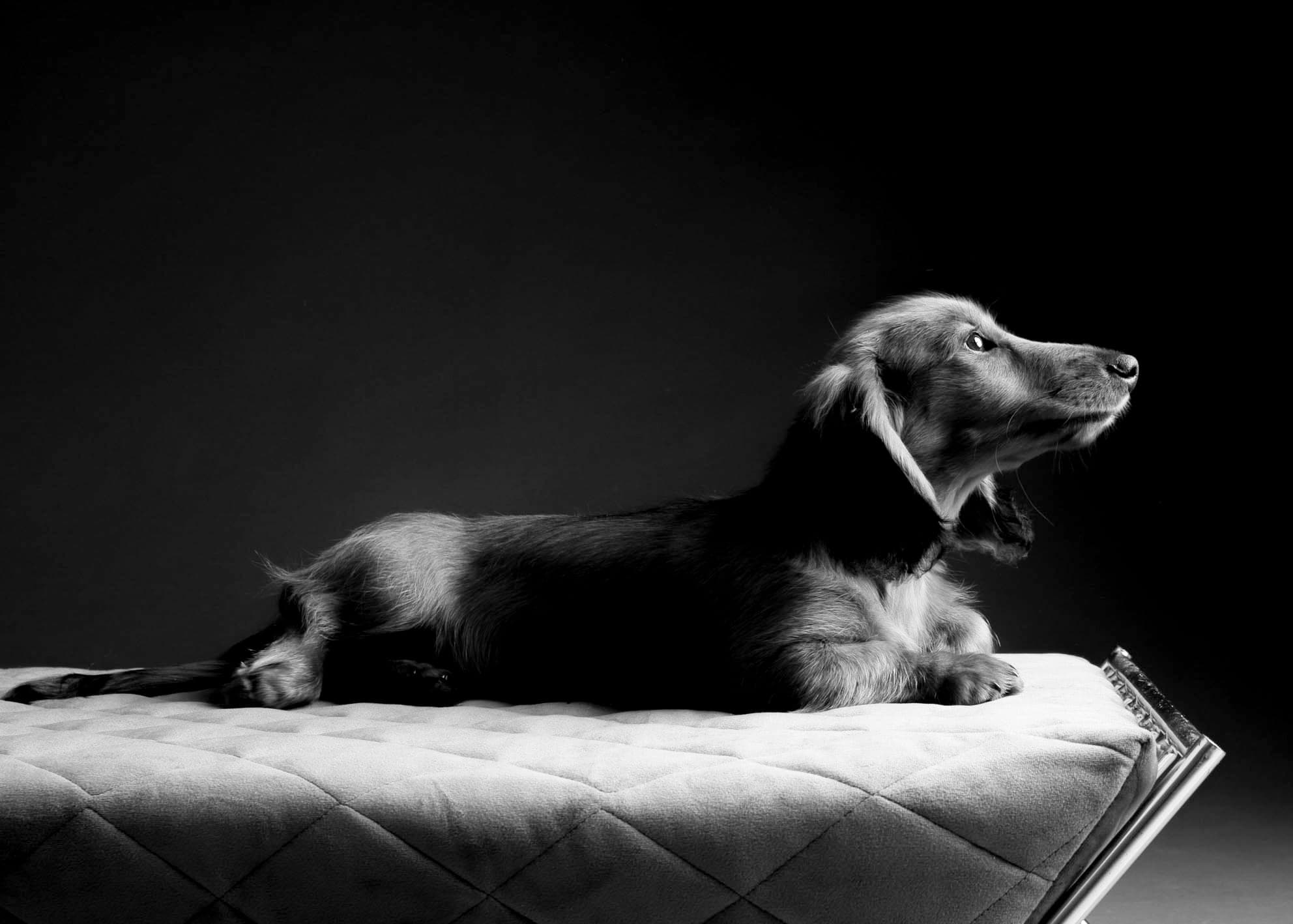 Long haired dachshund lying on a quilted bed, in black and white