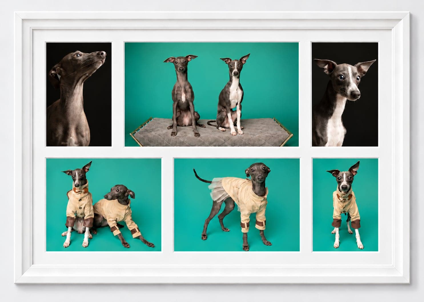 White frame holding six photos of two Italian greyhounds